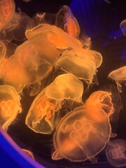 jelly fish in aquarium