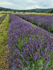 pola lavende lawenda fioletowa pachnąca © Colorful Soul