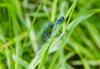 Azure Damselfly 