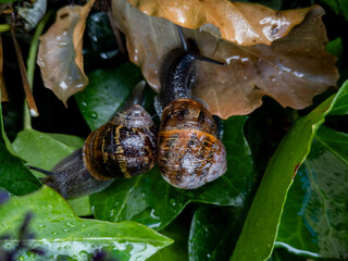 Two Garden Snails, Edinburgh, Scotland