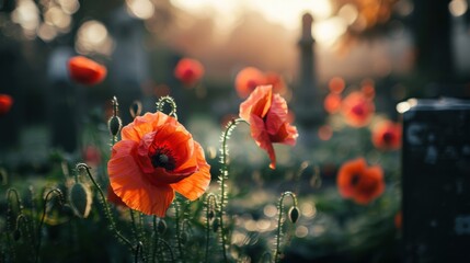 Obraz premium Red poppies blooming in a cemetery at sunset