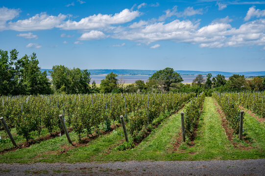 Wonderful vinyards, field of lush green grapevines, Nova Scotia, Canada