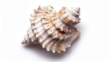 A detailed view of a seashell on a clean white surface