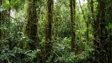 Obraz premium Jungle wilderness tropical forest 