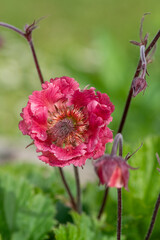 Close up of a flames of passion geum flower in bloom