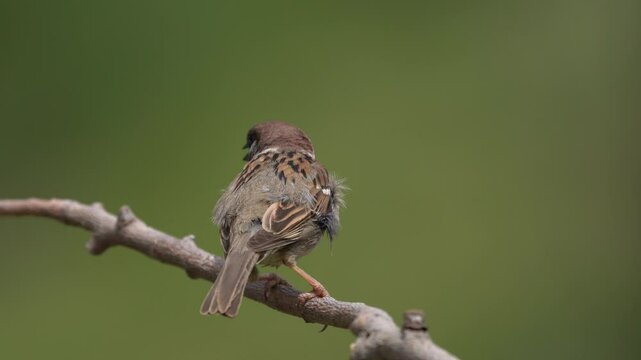 sparrow bird perching on a branch