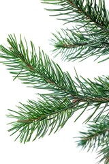 Naklejka premium A close-up view of a pine tree branch with needles and cones