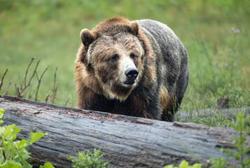 Fototapeta premium brown bear in the forest
