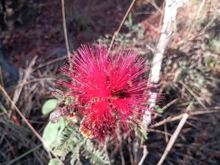 Caliandra dysantha cerrado flower