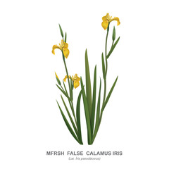 False calamus iris - marsh iris, Iris pseudacorus, is an aquatic wild medicinal plant with yellow flowers, used in garden design. Vector  realistic drawing isolated on white with the name of the plant