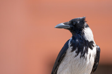 Portrait of a Wind Blown Hooded Crow in Italy