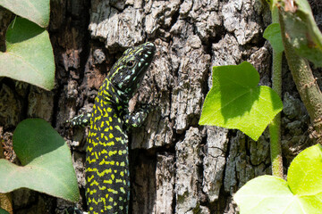 Common Wall Lizard Portrait in Italy