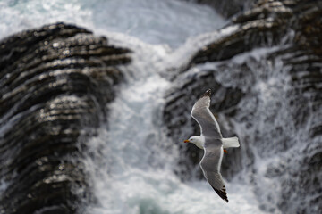 Yellow-Legged Gull With Ocean Background