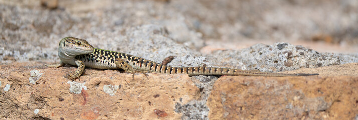Italian Wall Lizard Portrait in Italy