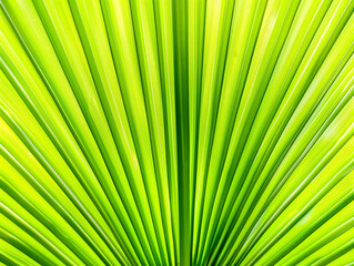 Obraz premium green ray palm leaf texture background