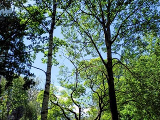 Trees in the forest on a background of blue sky, view from below