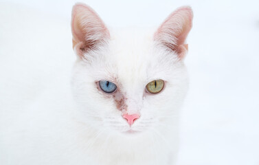 portrait of a white cat