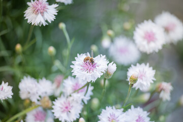 Close up of Honey Bee on Top of Cornflower