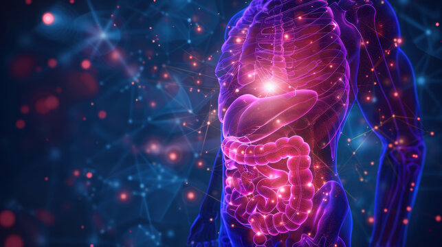 Hologram of a human body showing the digestive system working
