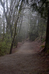 Moody Path in the Forest