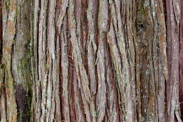 Up Close with Tree Bark
