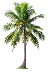 A single palm tree stands alone on a white background