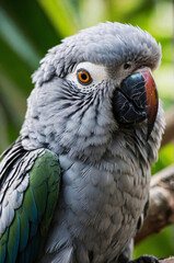 Fototapeta premium Grey parrot