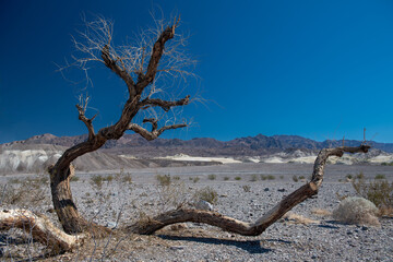 A tree branch is laying on the ground in a desert