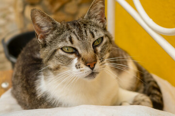 Bonito gato cinzento as riscas