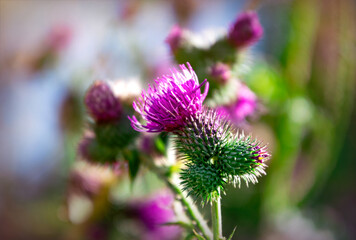 Flowering prickly thistle on the summer field