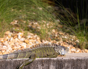 Iguana