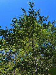 leaves against sky