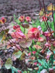Flores silvestres