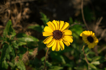 yellow daisy in the garden