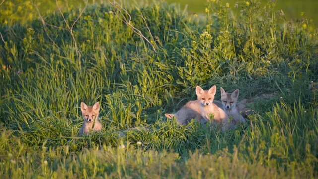 Adorable fox cubs playing and frolicking among the green grass, showcasing their playful and cute nature in a vibrant natural setting.