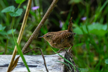 small british bird a wren in a tree