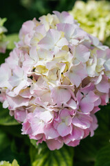 pink hydrangea flower