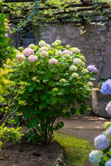 garden with flowers