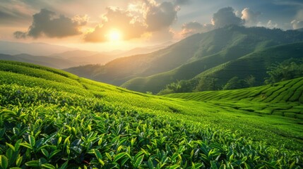 green fresh organic agriculture plantation tea garden field on hill with complex mountains farm in the morning sunrise.