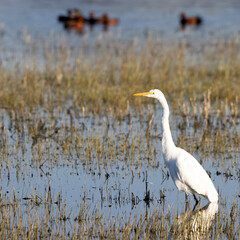 Great Egret stands in a marsh as Cinnamon Teal ducks swim at Bosque del Apache National Wildlife Refuge in early spring