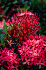 Chinese ixora