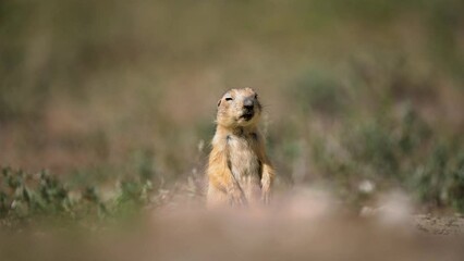 Prairie dog standing upright and looking around, captured with a beautiful depth of field focus.