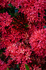 Chinese ixora