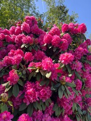 pink flowers in the garden