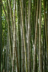 green bamboo forest