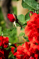 red rose in garden