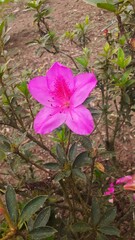 Flor Fucsia Silvestre - Ecuador