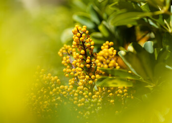 Heptapleurum arboricola, dwarf umbrela tree, natural macro floral background