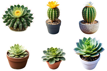 Fototapeta premium A collection of a variety of cacti in various pots, PNG with transparent background, AI