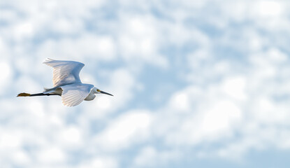 White heron, or great egret, flying against a blue sky with white, puffy clouds.